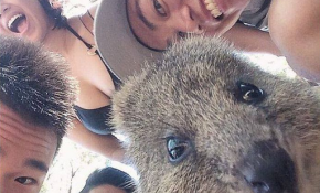 [FOTOS] Conoce a quokka, el animal adicto a las selfies