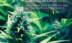 Breve guía para entender cómo funcionan las propiedades medicinales de la cannabis