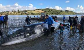 Para aplaudir: Exitoso operativo entre vecinos y autoridades permitió salvar ballena varada [FOTOS]