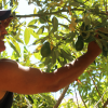 Familia agricultora de El Terrón en Alto del Carmen invita a cosechar mandarinas, paltas y uva [FOTOS]